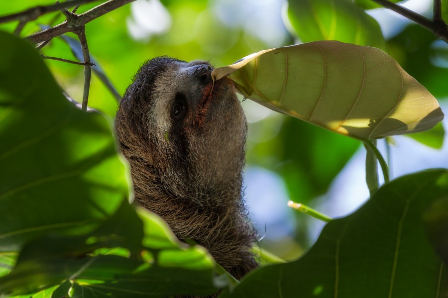 wpid-Three-toed-sloth-Cahuita.jpg