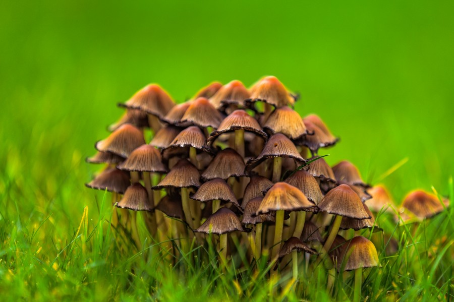 wpid1941-Mushrooms-Garden-1.jpg