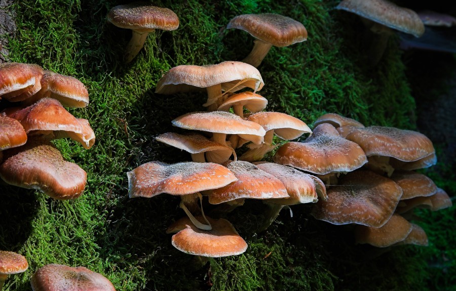 wpid2249-Mushrooms-in-fall-S.jpg