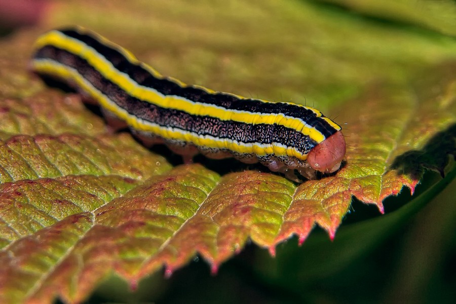 wpid2293-Colorful-caterpillar.jpg