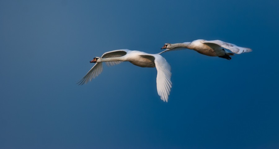 wpid2420-Flying-swans-S.jpg